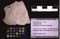 Foto (Objekt + Etiketten) von Decapoda indet. (NHMW-GEO-1990-0041-0151)